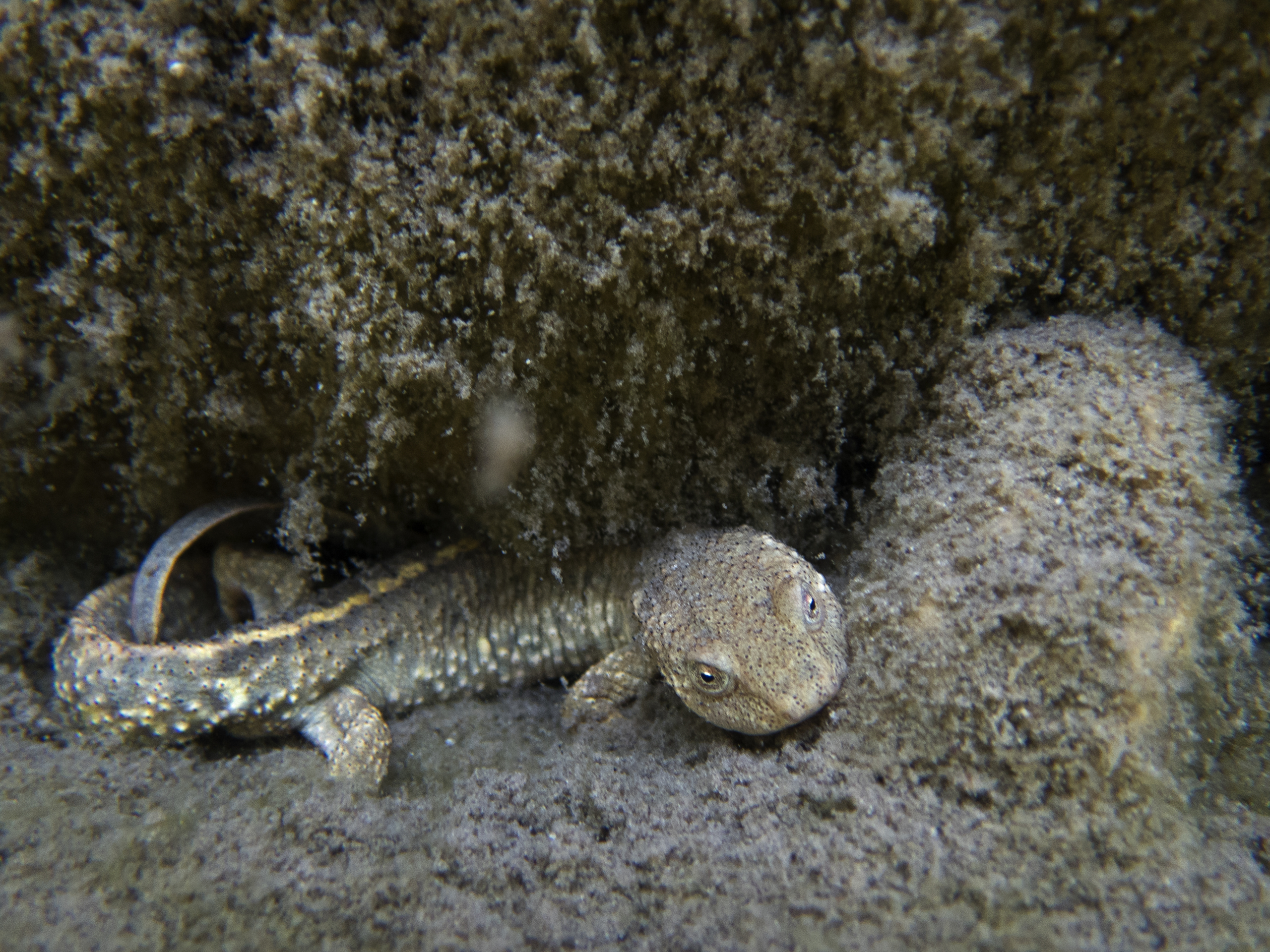 Tritón Pirenaico